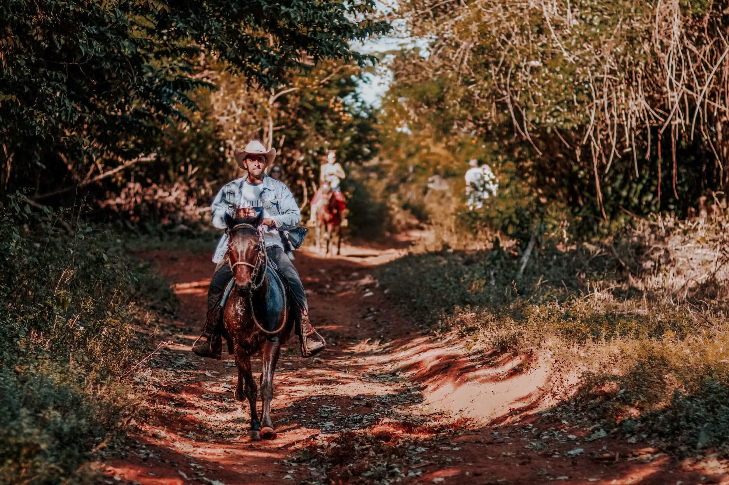 Person horsebackriding through sunny forest.