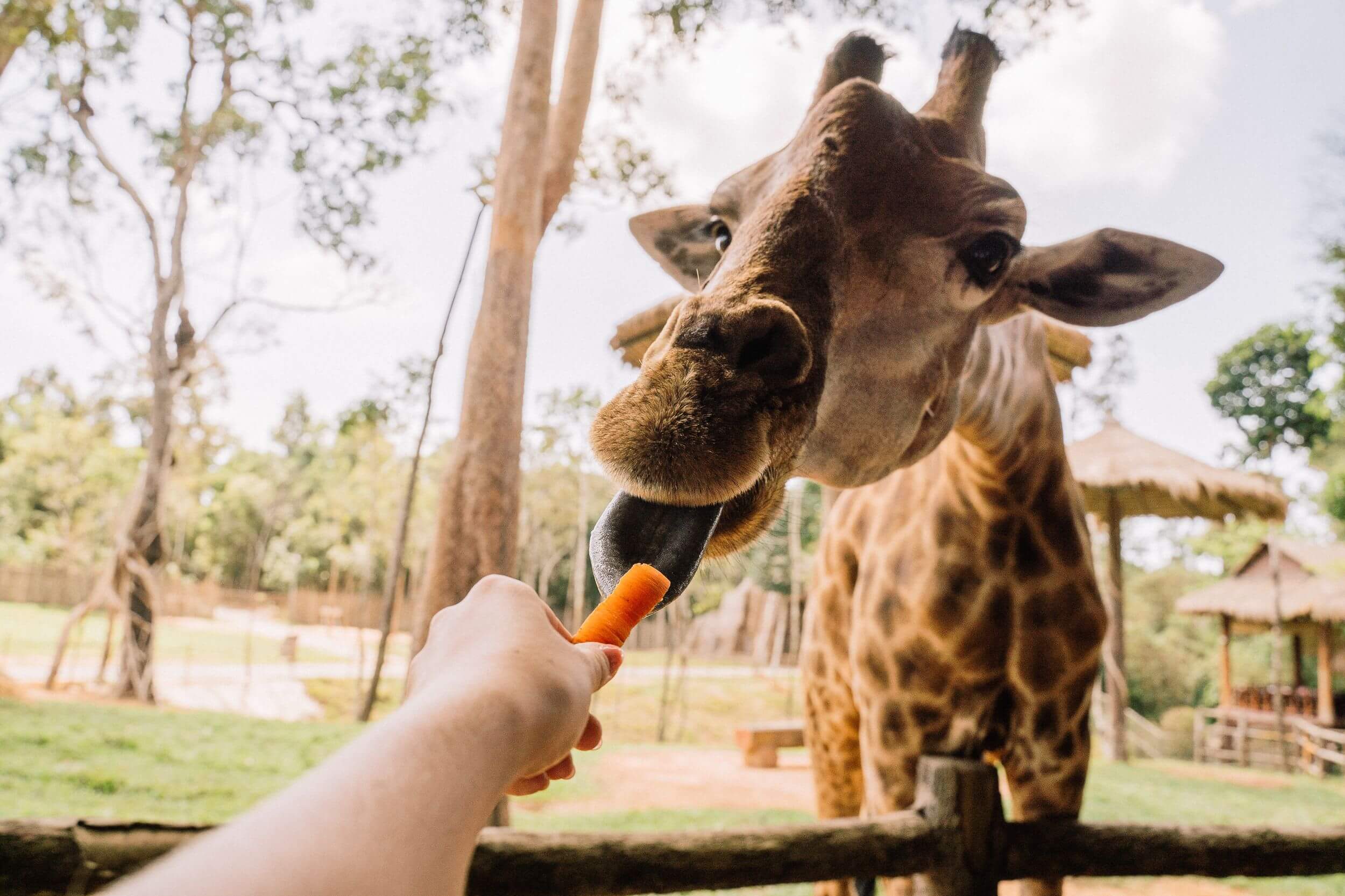 Person feeding a giraffe a carrot.
