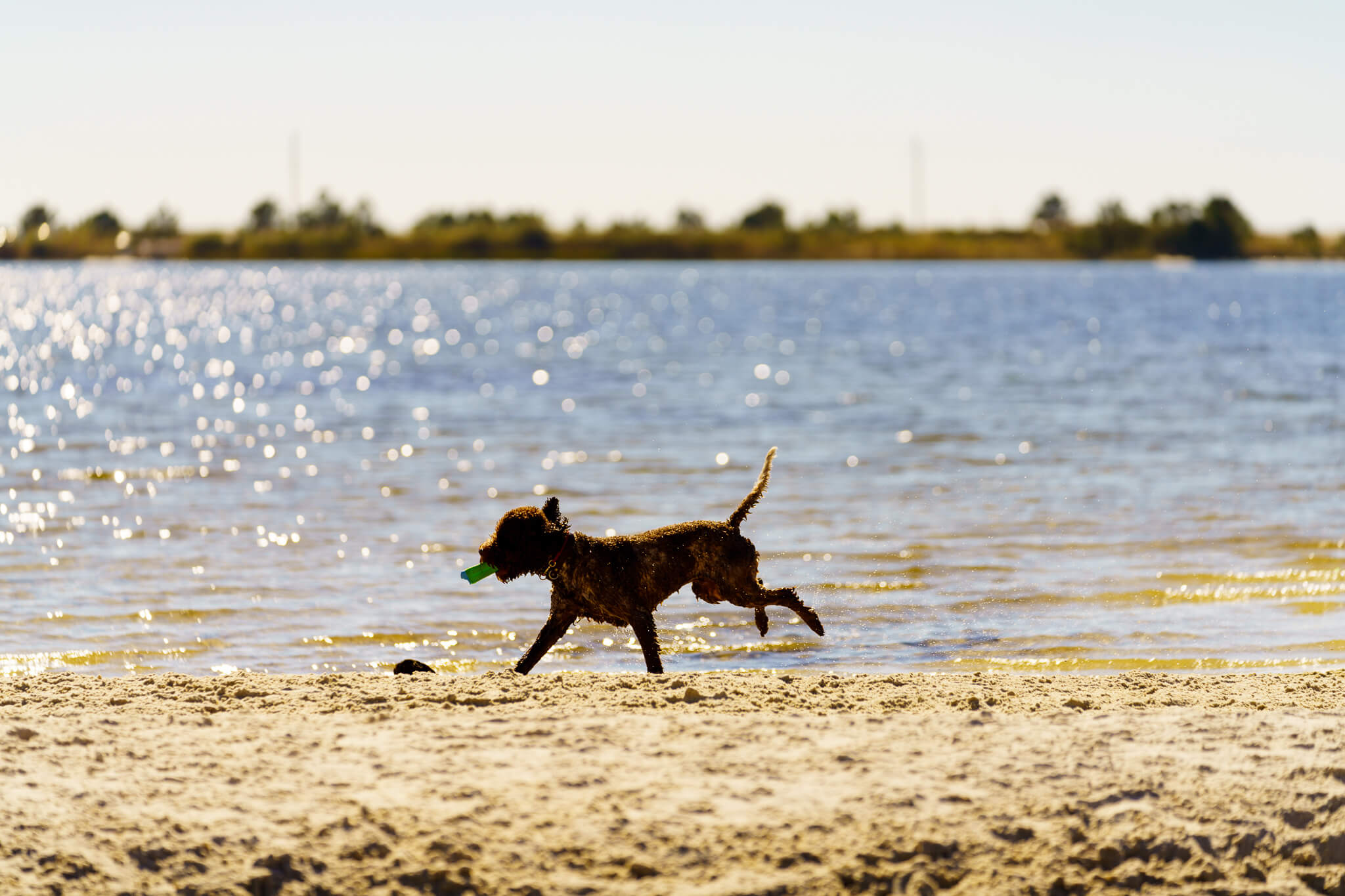 Dog running on beach.